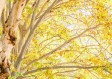 沈阳一周天气预报查询，冷热交替，需防秋凉突袭