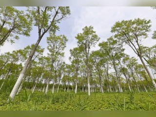 手机弹窗里的天气密码，两天降温，十五天有雨