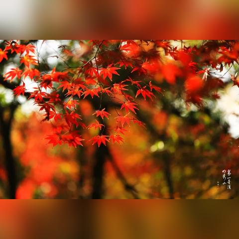栖霞24小时,一场天气的叙事诗 栖霞24小时,一场天气的叙事诗